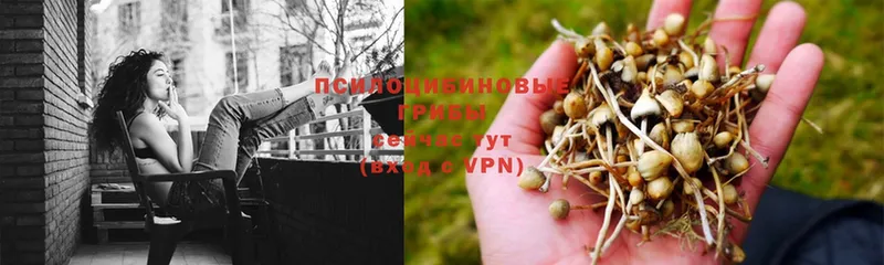 купить   Кремёнки  Псилоцибиновые грибы GOLDEN TEACHER 